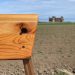 Close-up of yew and walnut Scottish creepie stool made by Chapelhill Fine Furniture in Scotland.